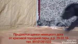 Продажа щенков немецкого дога
