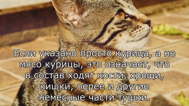 ШОК! Ваш кошачий корм — ЯД?  Проверьте состав СЕЙЧАС!