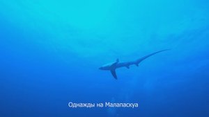 Однажды на Малапаскуа. Филиппины 2025 г / Once Upon a Time in Malapascua. Philippines 2025