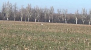 Охота на 🐰 с грейхаундом в новом году 2025