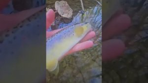 Ручеёк в лесу. Тут рыба есть?