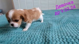 девочка кавалер-кинг-чарльз спаниель. др 9.03.24
