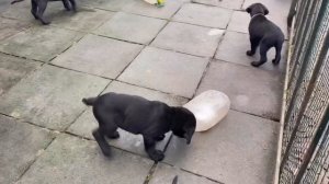 Щенки кане корсо 45 дней, проверяем реакцию на громкие ?