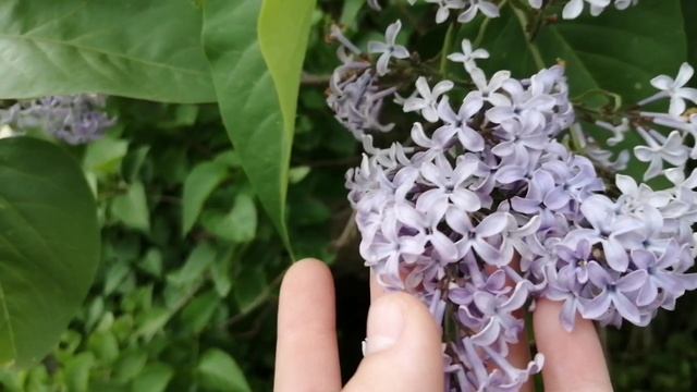 Всем привет 🤗😻 смотреть онлайн