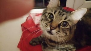 РЕЛАКС. ! ЭТО НАША КОШКА РЫСЯ 
И ЕЁ ЛЮБИМЫЙ ТРЕНЕР!!