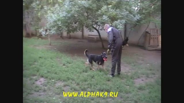 German Shepherd working lines.Молодой кобель немецкой овчарки р/р д?