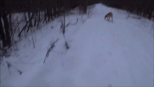 Охота с гончими 28.12.24г.  Вместо охоты получилась прогул смотреть онлайн