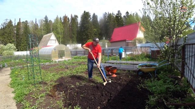 Огород превращается в САД/Посадили газонную траву вместо грядок/Подготовка земли для посева газона