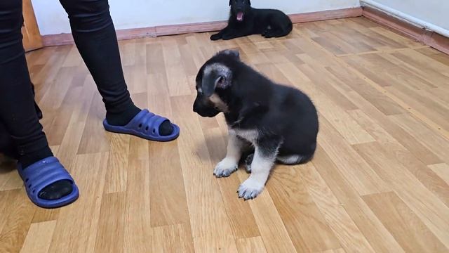 📣В ПРОДАЖЕ‼️Щенки Восточно-Европейской овчарки от ? смотреть онлайн