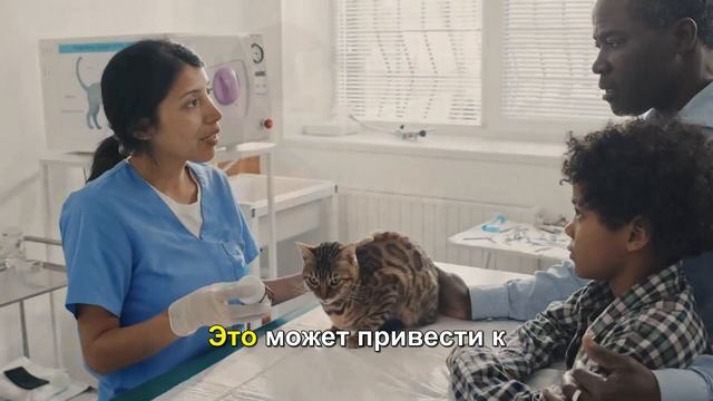 Как ухаживать за кошкой после стерилизации