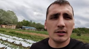 Агроном клубничник. Подготовка к выращиванию кассетн?