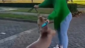 Подборка коварных животных, это не просто "злые" животные, это мир животных и это не сказка.