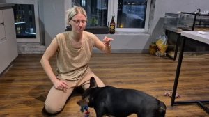 Французский бульдог Раф: жизнь в новой семье