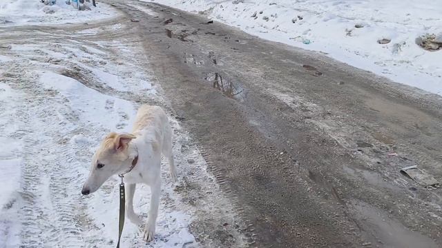 Русская псовая борзая Комета и ее социализация. Ездил?