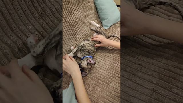 Доступен к бронированию щенок уиппета Ласковый Ветер смотреть онлайн