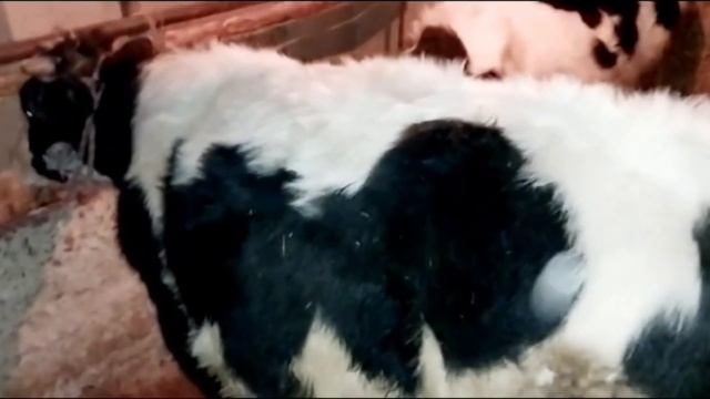 2 Бука барои бони кардан 9 января 2024 г. смотреть онлайн