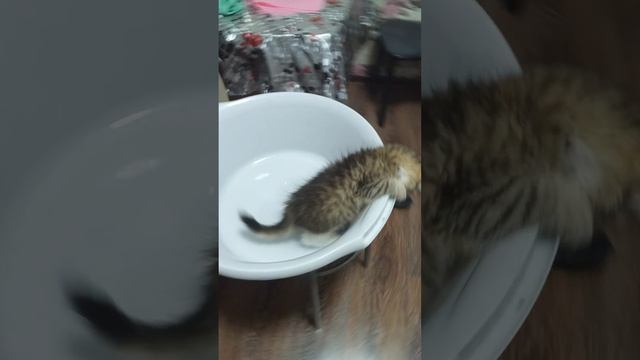 КОТЁНОК 🐱 МАШМАШ В ТАЗИКЕ👍👍👍👍👍👍👍👍👍👍👍👍? смотреть онлайн