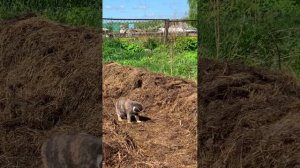 Животные VS огород🐓🌱