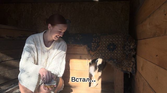 Собака-АУТИСТ: особенности взаимодействия. Приручени?