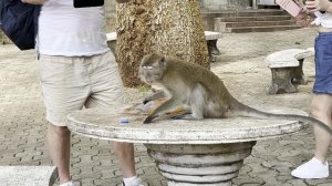 Обезьяна в монастыре. Таиланд 2025 г. / Monkey in the Monastery. Thailand 2025