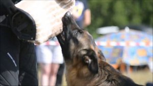 Монопородная выставка немецких овчарок