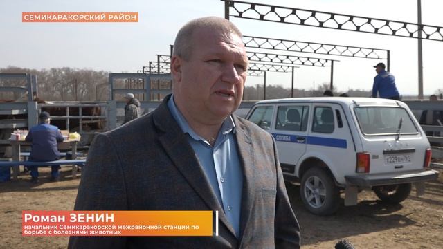 Ветеринарная проверка здоровья буренок и домашних жи? смотреть онлайн