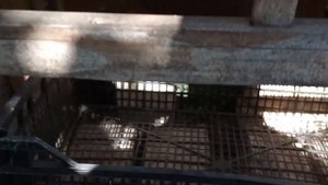 Как быстро сделать простую будку для собаки из подруч?