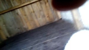 Собака съела щенка ? ЖЕСТЬ!