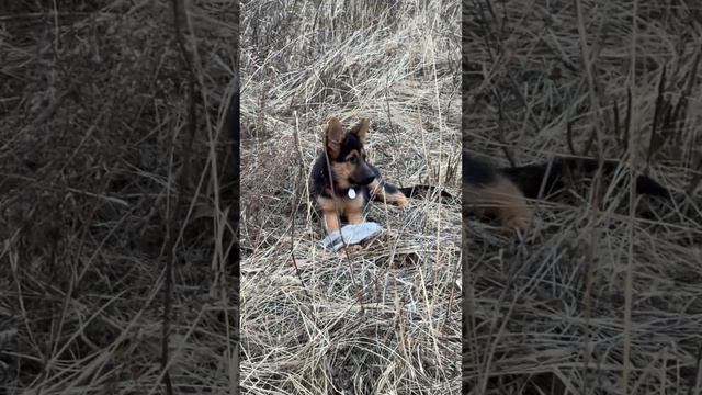 Это очень смешно. Догонялки с щенком, украла перчатку ? смотреть онлайн