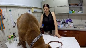 Спасение питбуля Спайка... На грани смерти