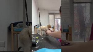 Милый щенок мальтипу🥰