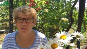 Янтарная кислота для роз. Повторное цветение и крепкие побеги - 7 дач