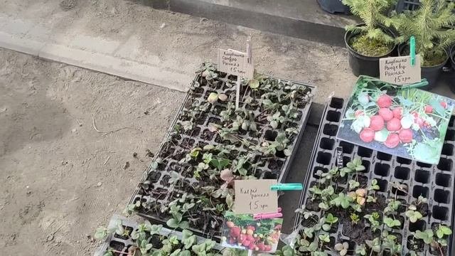 Едем на рынок продавать. Приготовили с женой соления и
