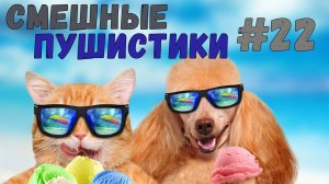Я РЖАЛ ДО СЛЕЗ 😹 СМЕШНЫЕ КОШКИ И СОБАКИ  СМЕШНЫЕ ЖИВОТНЫЕ 2025 😹 ЛУЧШИЕ ПРИКОЛЫ #22