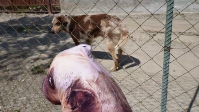 ПОКАЗАЛ СОБАКАМ ИГРУШКИ, КОТОРЫЕ ВЫГЛЯДЯТ КАК НАСТОЯЩ смотреть онлайн