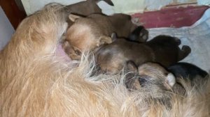 Как сосут молочко новорожденные щенки чихуахуа у мамы