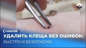 Лучшие методы защиты от клещей для всей семьи