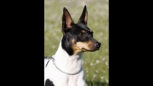 Валенсийский ратер