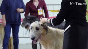 Класс Победителей (кобели). МОНО Ирландский Волкодав (X