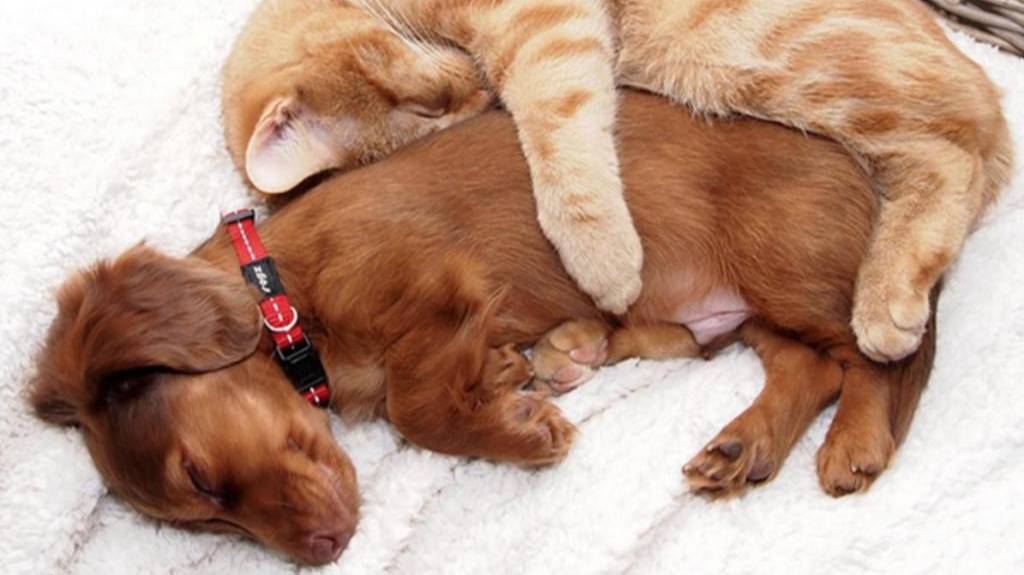 РЕАКЦИЯ ЖИВОТНЫХ на ВЕТЕРИНАРА! Смешные животные, до слез смотреть онлайн