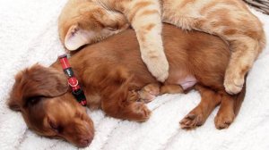 РЕАКЦИЯ ЖИВОТНЫХ на ВЕТЕРИНАРА! Смешные животные, до слез