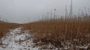 Охота с гончими на каракатах