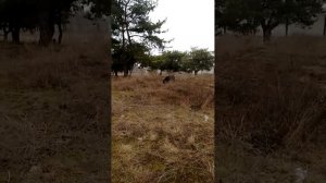 Прогулка с кане корсо