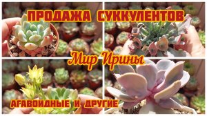 ПРОДАЖА СУККУЛЕНТОВ | АГАВОИДНЫЕ ●☆▪︎☆▪︎☆