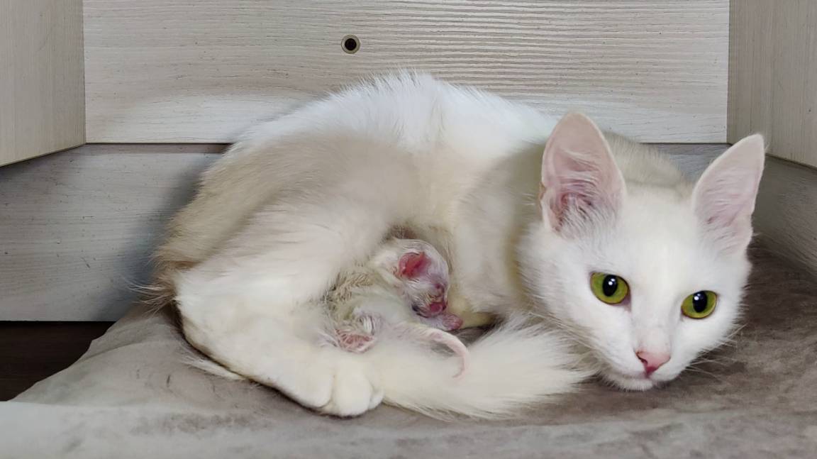 Мама-кошка, не уходи, я хочу молока. Новорожденный котенок мяукает. Второй день.