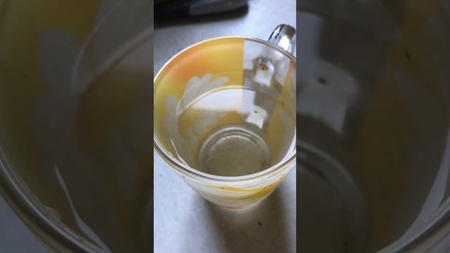 Кунгуров и стакан воды. смотреть онлайн