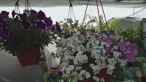 Невероятно красивая Ярмарка цветов Кострома