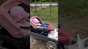 Так и становятся фермерами
