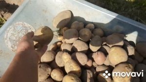 БЕЛАРУСЬ/Копаем Картошку.