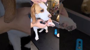 Экспресс линька бигля😍 #dog #grooming